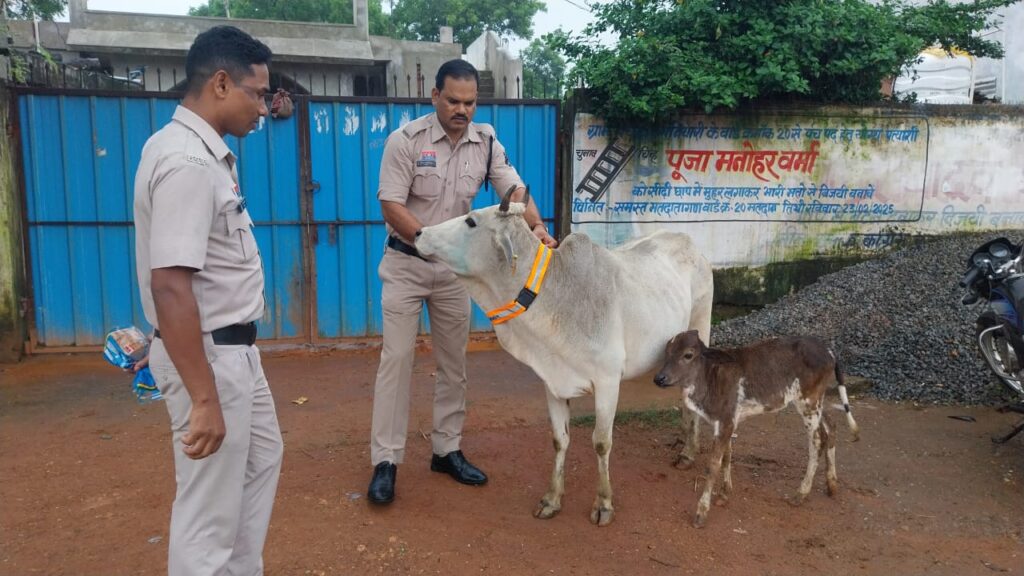 बिलासपुर पुलिस की मानवीय पहल – सड़क सुरक्षा और गोवंश रक्षा का संयुक्त अभियान