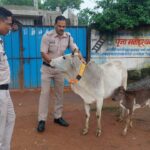 बिलासपुर पुलिस की मानवीय पहल – सड़क सुरक्षा और गोवंश रक्षा का संयुक्त अभियान