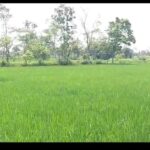 कृषि विभाग की लापरवाही से किसानों को बड़ा झटका, यूरिया–डीएपी की किल्लत से घट रही पैदावार