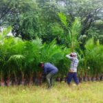 ऑयल पाम की खेती को बढ़ावा: अतिरिक्त अनुदान से किसानों की आय बढ़ाने की पहल