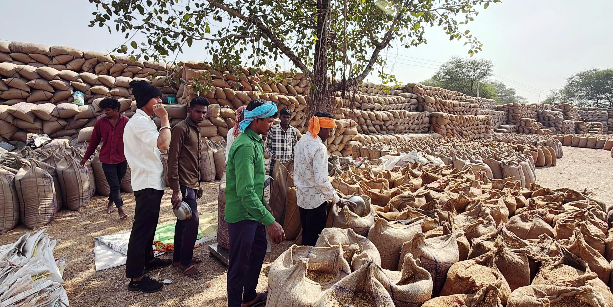 मुंगेली जिले में धान खरीदी का रिकॉर्ड, 51 लाख क्विंटल से अधिक उपार्जन