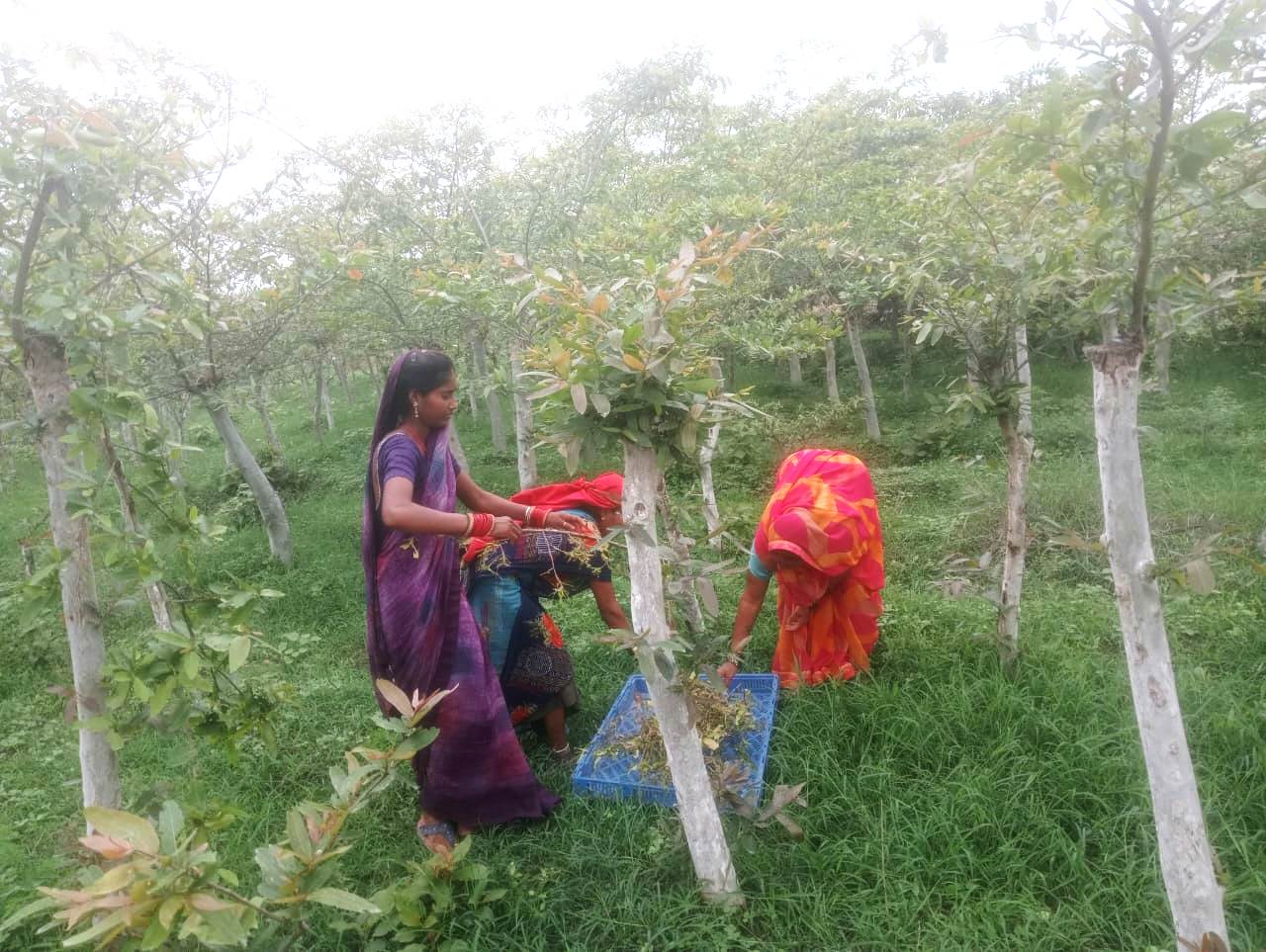 मुंगेली में रेशम की तितलियों से बदलेगी महिलाओं की तकदीर, 1,500 तितलियों का वितरण, 35 हजार कोकून उत्पादन की संभावना