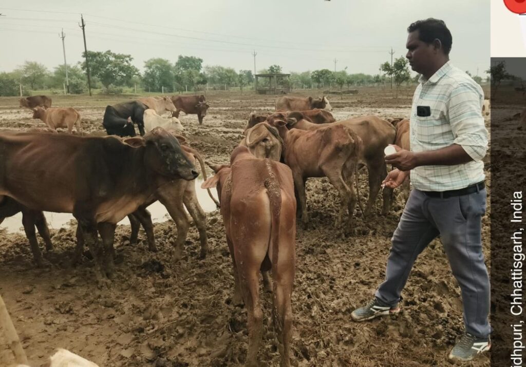 ओखर गौधाम में 3 दिनों में 6 पशुओं की मौत, जांच रिपोर्ट में सामने आई स्थिति
