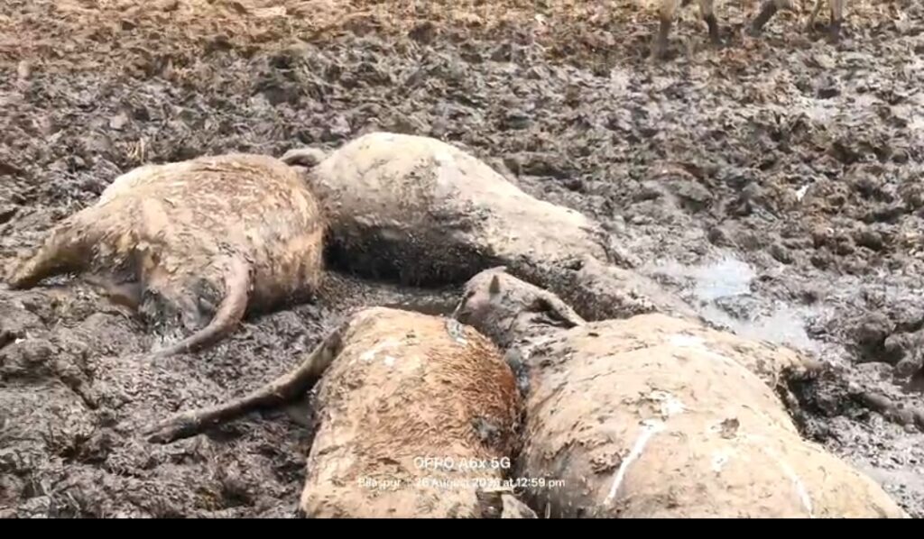 ओखर गौशाला में 23 गौवंश की मौत, चारा-पानी के अभाव का ग्रामीणों ने लगाया आरोप