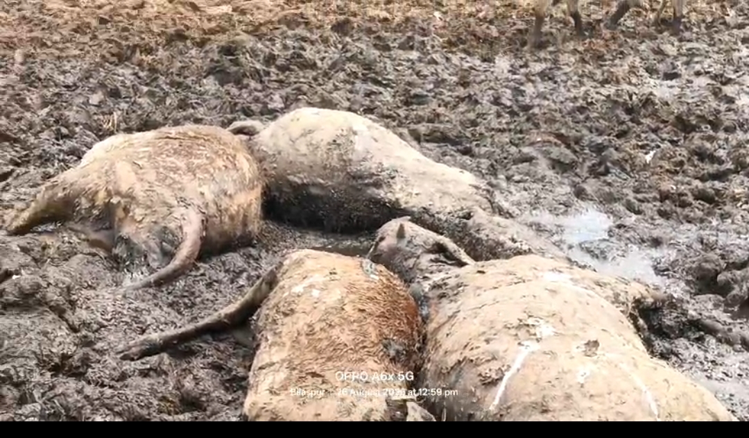 ओखर गौशाला में 23 गौवंश की मौत, चारा-पानी के अभाव का ग्रामीणों ने लगाया आरोप