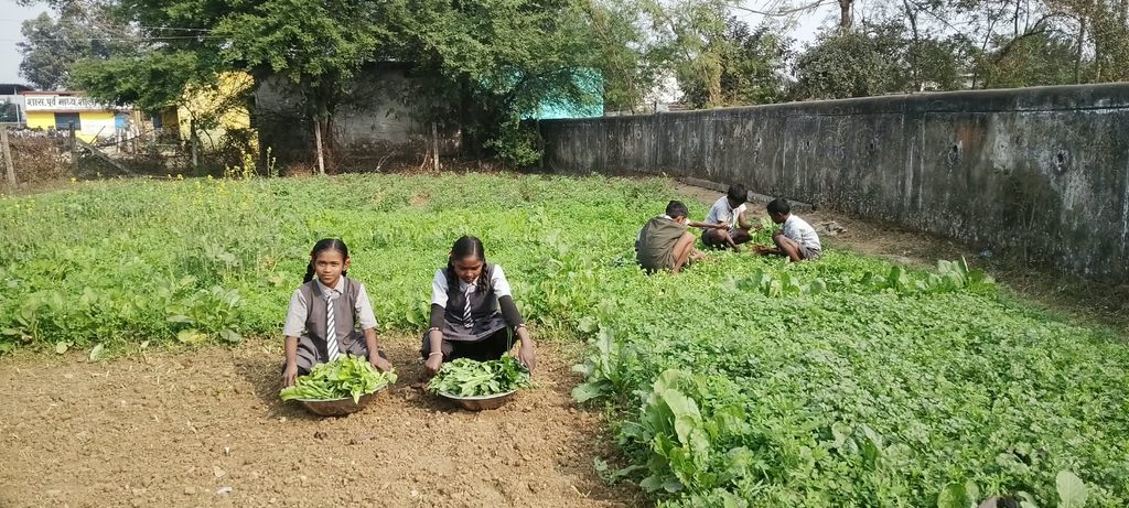 बिलासपुर के 100 स्कूलों में किचन गार्डन की पहल, पढ़ाई के साथ खेती और पोषण के गुर सीख रहे बच्चे whatsapp image 2026 10 24 at 7.35.40 pm